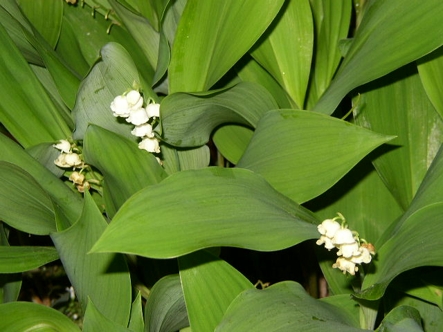 크게보기